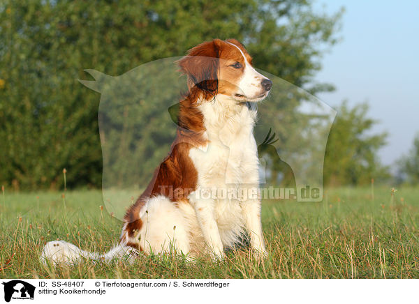 sitting Kooikerhondje / SS-48407