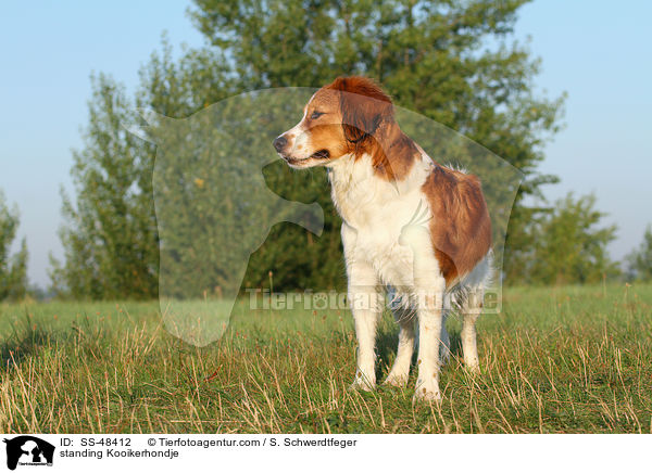 standing Kooikerhondje / SS-48412