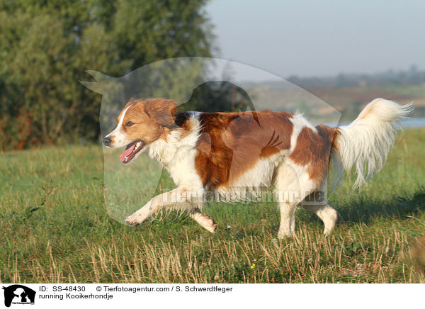 rennender Kooikerhondje / running Kooikerhondje / SS-48430