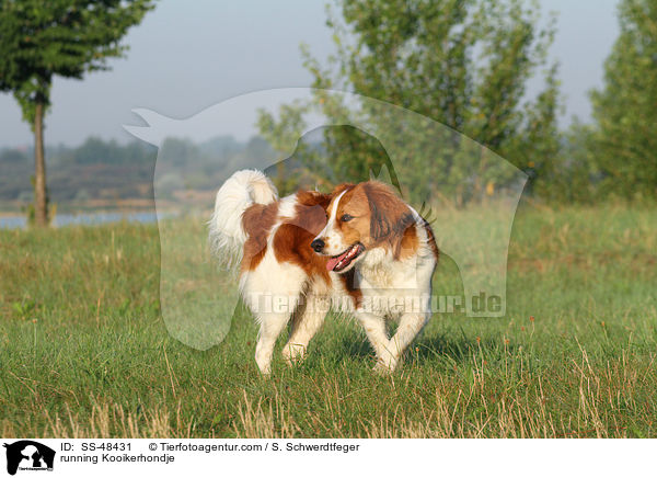 rennender Kooikerhondje / running Kooikerhondje / SS-48431