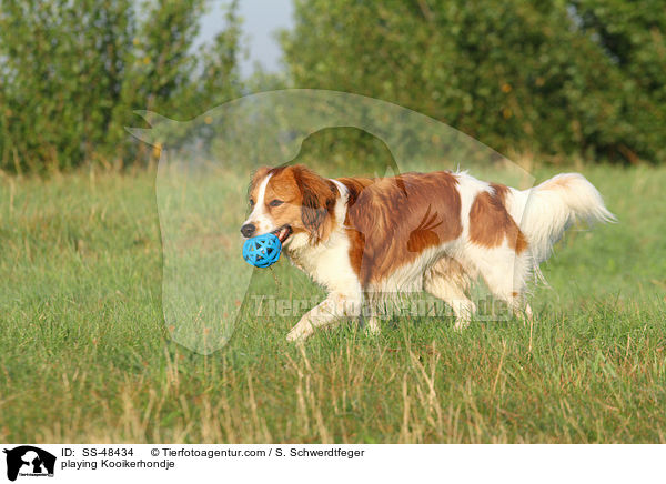 playing Kooikerhondje / SS-48434