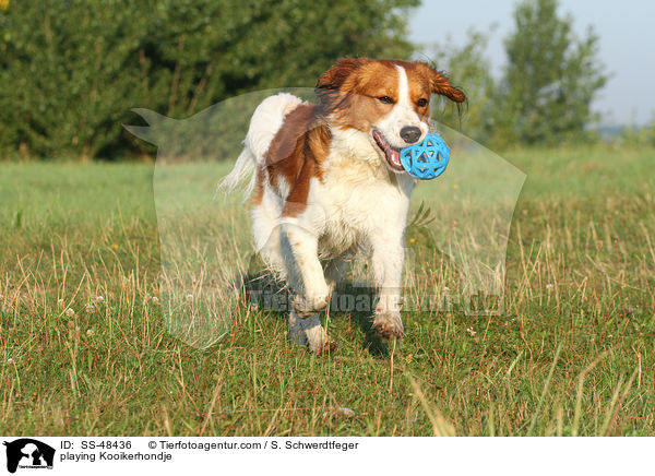 spielender Kooikerhondje / playing Kooikerhondje / SS-48436