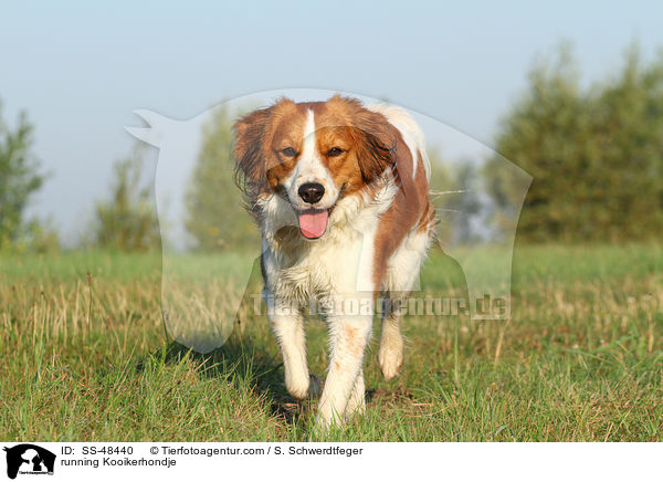 rennender Kooikerhondje / running Kooikerhondje / SS-48440