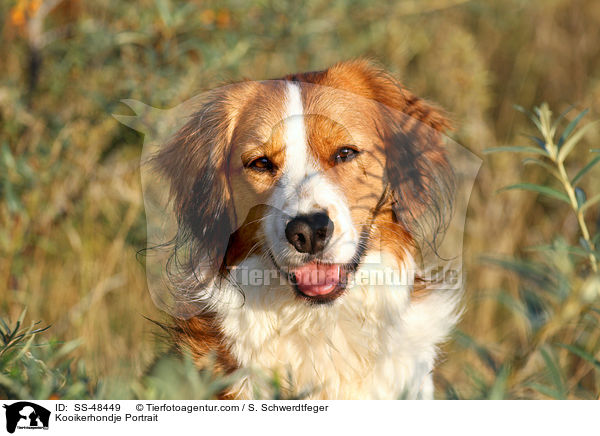 Kooikerhondje Portrait / Kooikerhondje Portrait / SS-48449