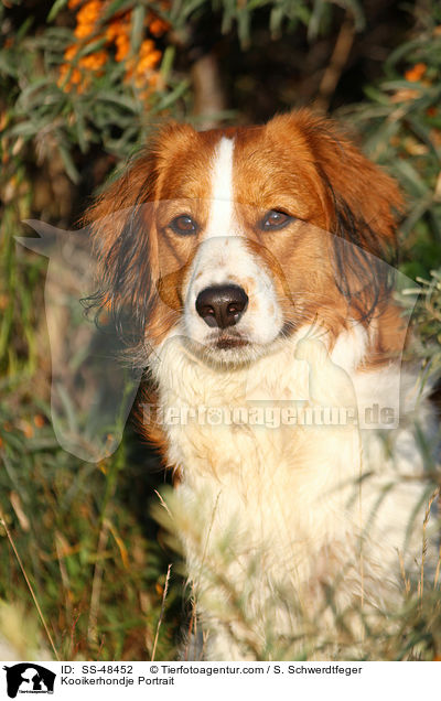 Kooikerhondje Portrait / Kooikerhondje Portrait / SS-48452