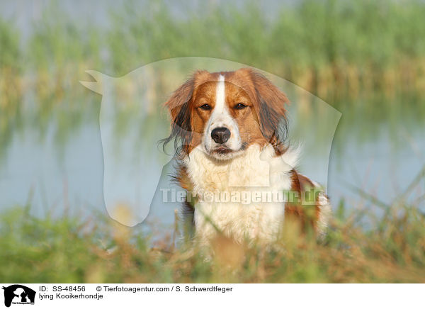 liegender Kooikerhondje / lying Kooikerhondje / SS-48456