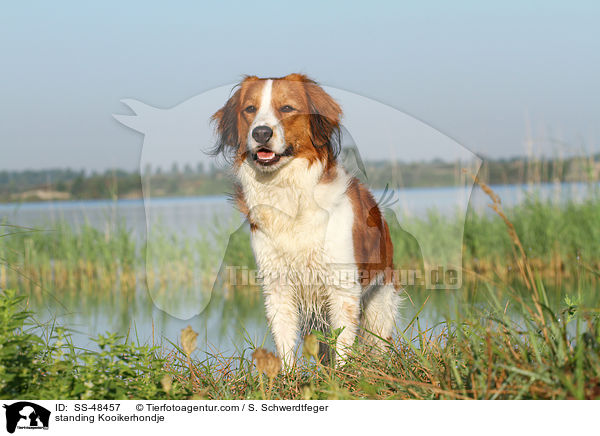 stehender Kooikerhondje / standing Kooikerhondje / SS-48457