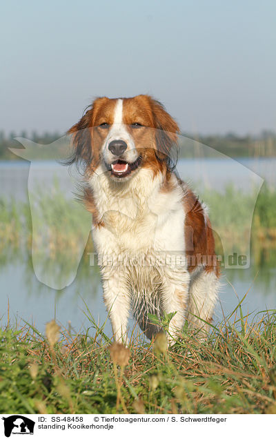 stehender Kooikerhondje / standing Kooikerhondje / SS-48458