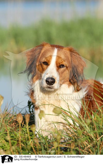 liegender Kooikerhondje / lying Kooikerhondje / SS-48465