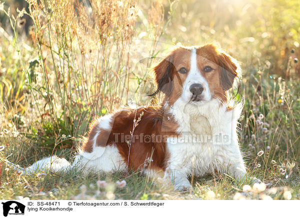 liegender Kooikerhondje / lying Kooikerhondje / SS-48471