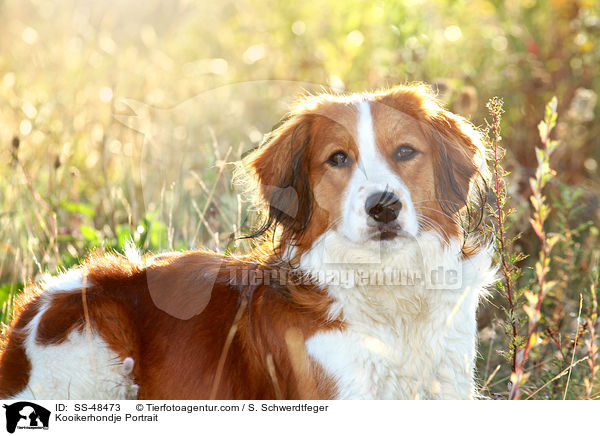Kooikerhondje Portrait / SS-48473