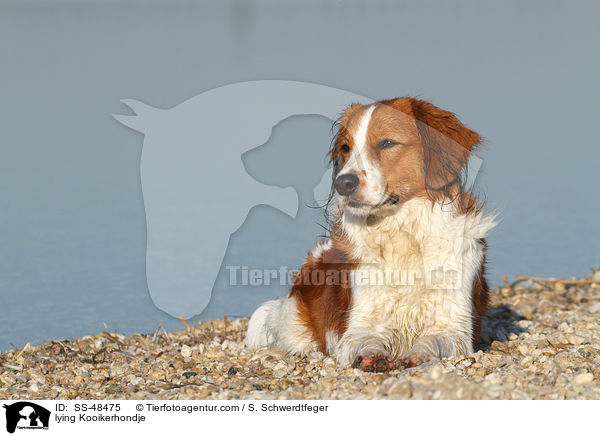 liegender Kooikerhondje / lying Kooikerhondje / SS-48475