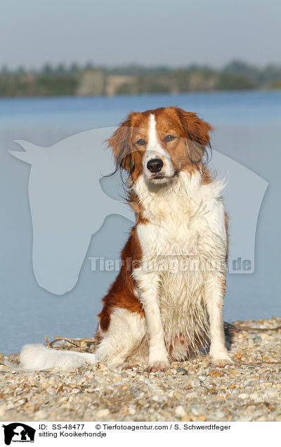 sitzender Kooikerhondje / sitting Kooikerhondje / SS-48477