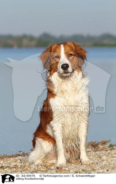 sitting Kooikerhondje / SS-48478