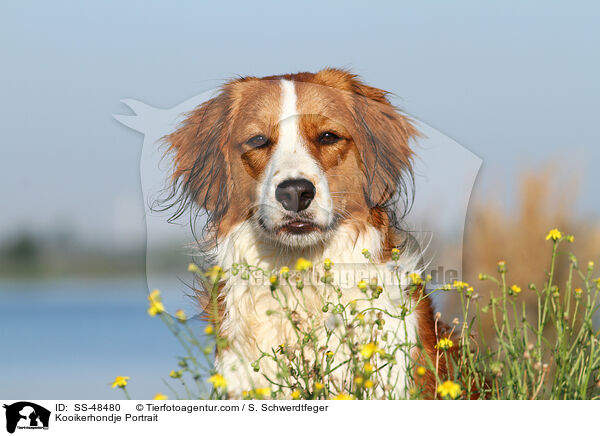 Kooikerhondje Portrait / Kooikerhondje Portrait / SS-48480