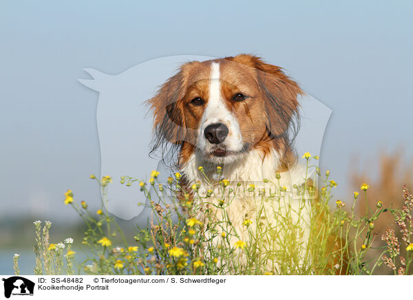 Kooikerhondje Portrait / Kooikerhondje Portrait / SS-48482