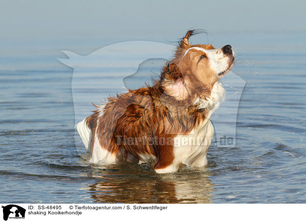 shaking Kooikerhondje / SS-48495
