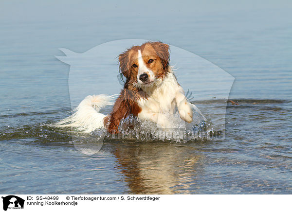 rennender Kooikerhondje / running Kooikerhondje / SS-48499