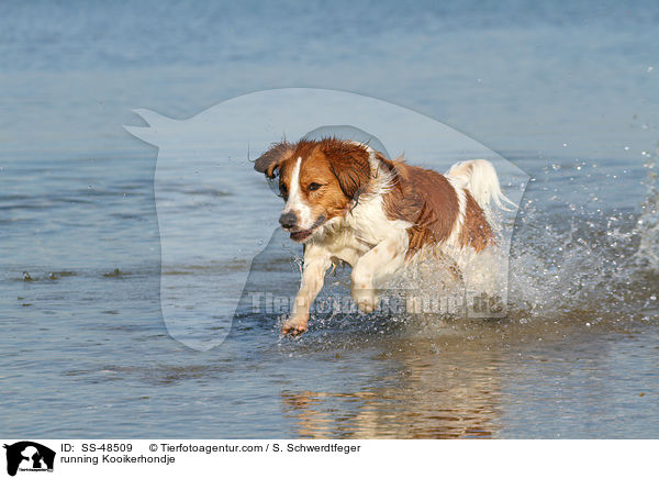 rennender Kooikerhondje / running Kooikerhondje / SS-48509