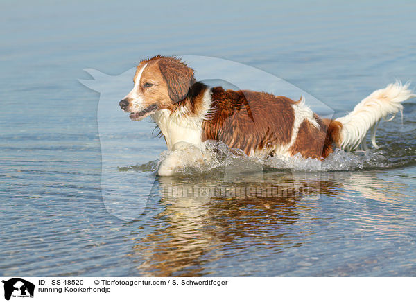 rennender Kooikerhondje / running Kooikerhondje / SS-48520