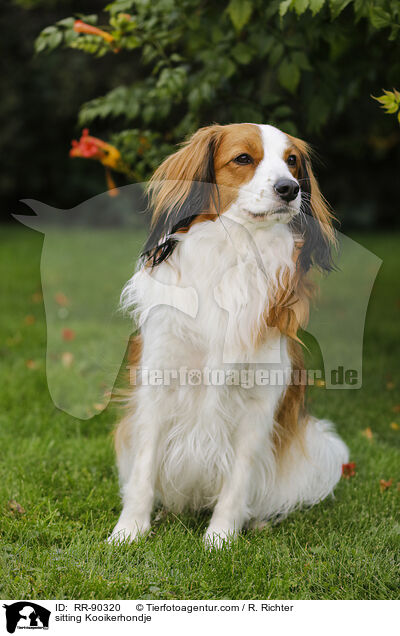 sitzender Kooikerhondje / sitting Kooikerhondje / RR-90320