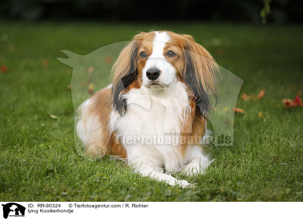 lying Kooikerhondje / RR-90324