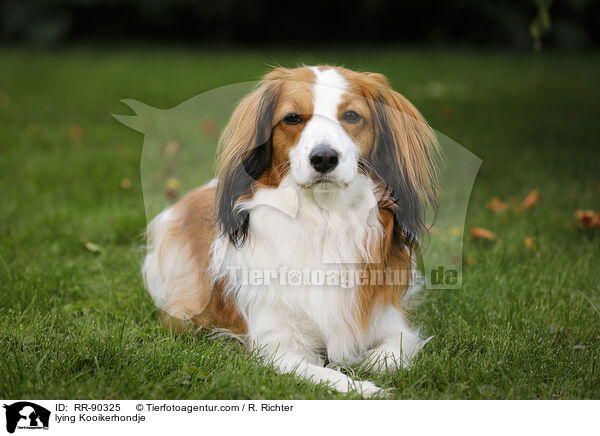lying Kooikerhondje / RR-90325