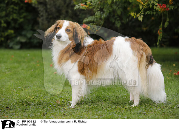 Kooikerhondje / Kooikerhondje / RR-90332