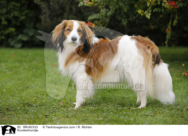 Kooikerhondje / RR-90333
