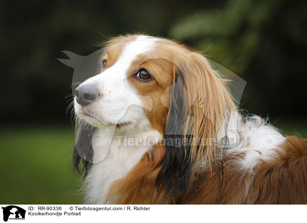 Kooikerhondje Portrait / RR-90336