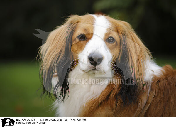 Kooikerhondje Portrait / RR-90337