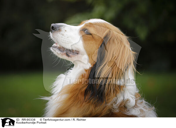 Kooikerhondje Portrait / RR-90338