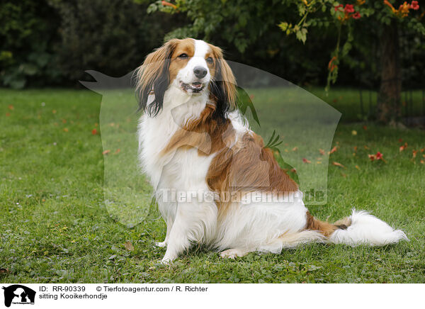 sitting Kooikerhondje / RR-90339