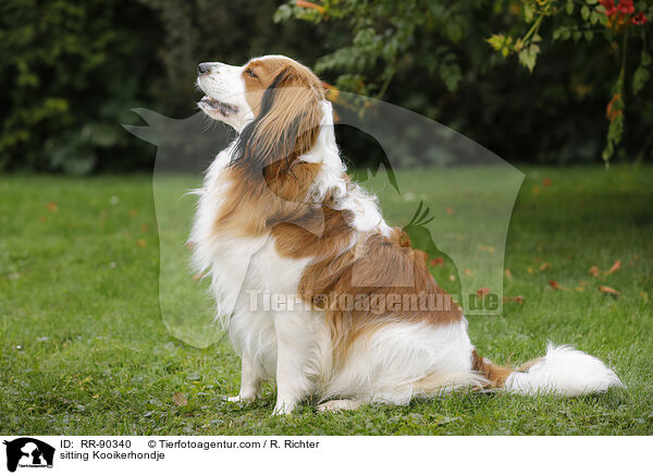 sitting Kooikerhondje / RR-90340