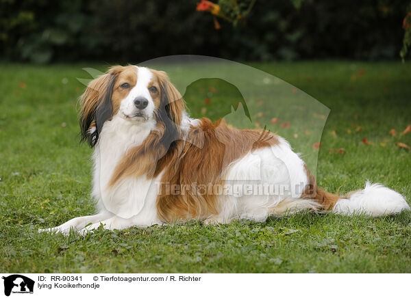 lying Kooikerhondje / RR-90341