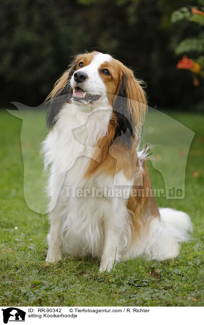sitting Kooikerhondje / RR-90342