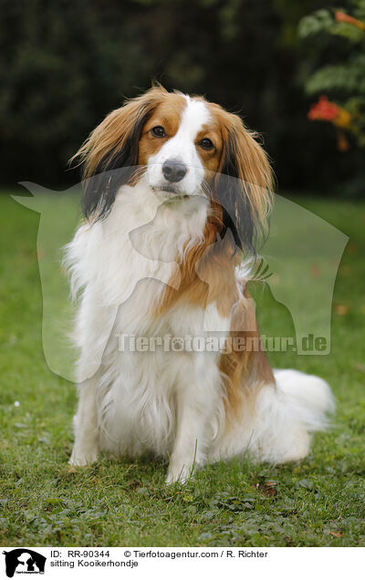 sitting Kooikerhondje / RR-90344