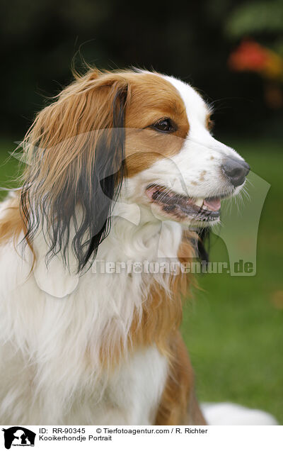 Kooikerhondje Portrait / RR-90345