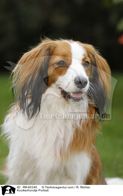 Kooikerhondje Portrait / RR-90346