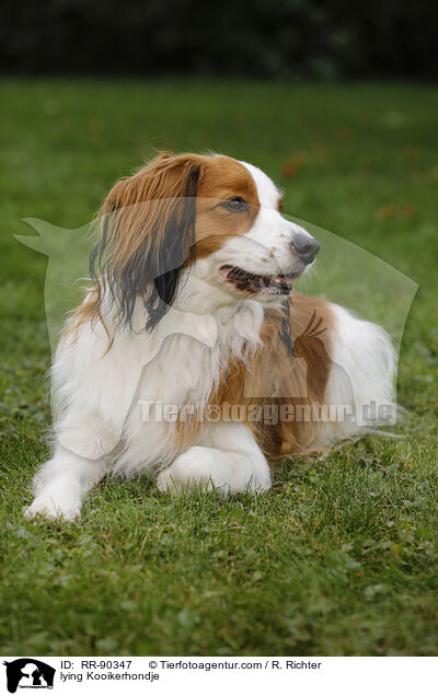 lying Kooikerhondje / RR-90347