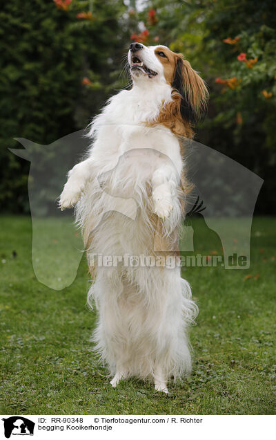 begging Kooikerhondje / RR-90348