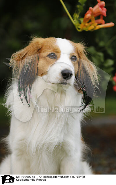 Kooikerhondje Portrait / RR-90378
