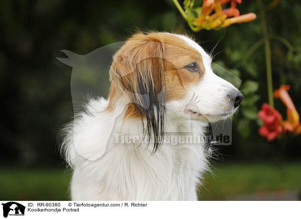 Kooikerhondje Portrait / RR-90380