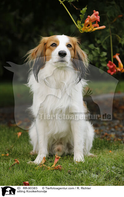 sitting Kooikerhondje / RR-90383