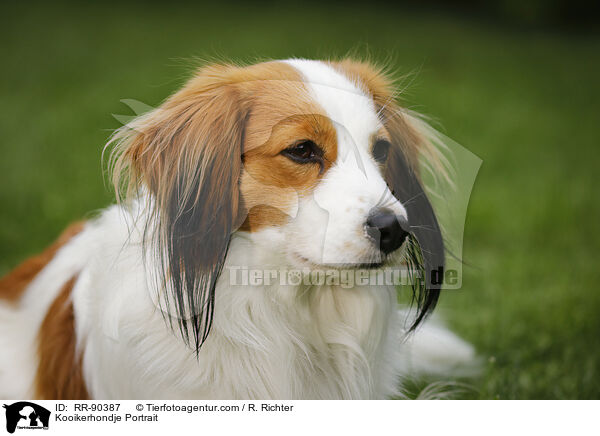 Kooikerhondje Portrait / Kooikerhondje Portrait / RR-90387