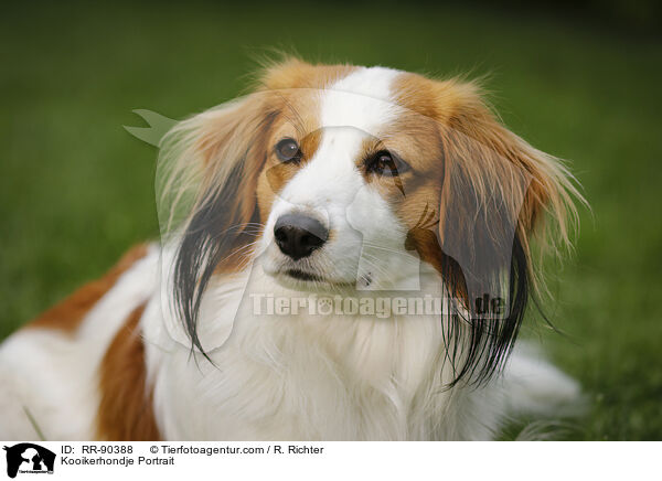 Kooikerhondje Portrait / RR-90388