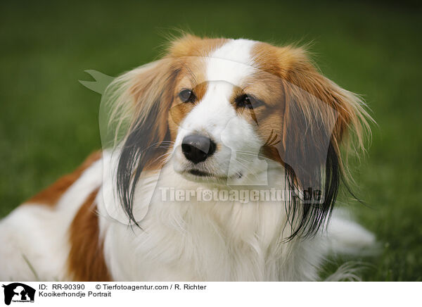 Kooikerhondje Portrait / Kooikerhondje Portrait / RR-90390