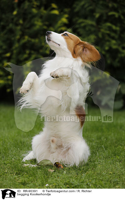 begging Kooikerhondje / RR-90391