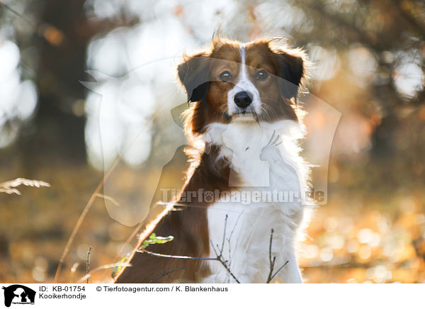 Kooikerhondje / Kooikerhondje / KB-01754