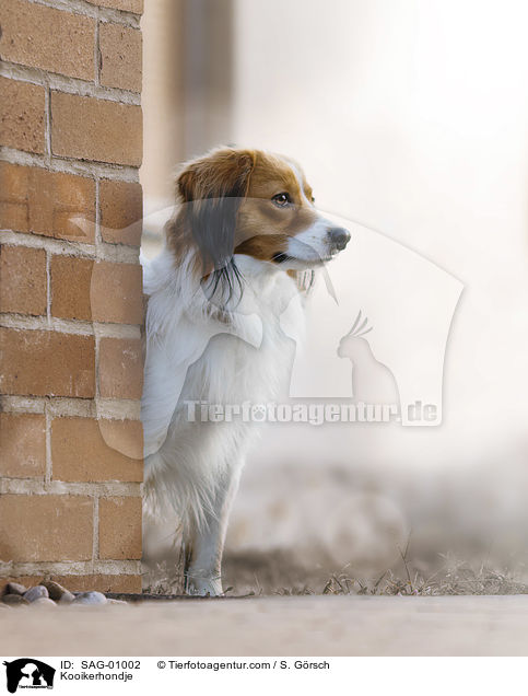 Kooikerhondje / SAG-01002